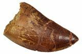 Serrated, Carcharodontosaurus Tooth - Real Dinosaur Tooth #341315-1